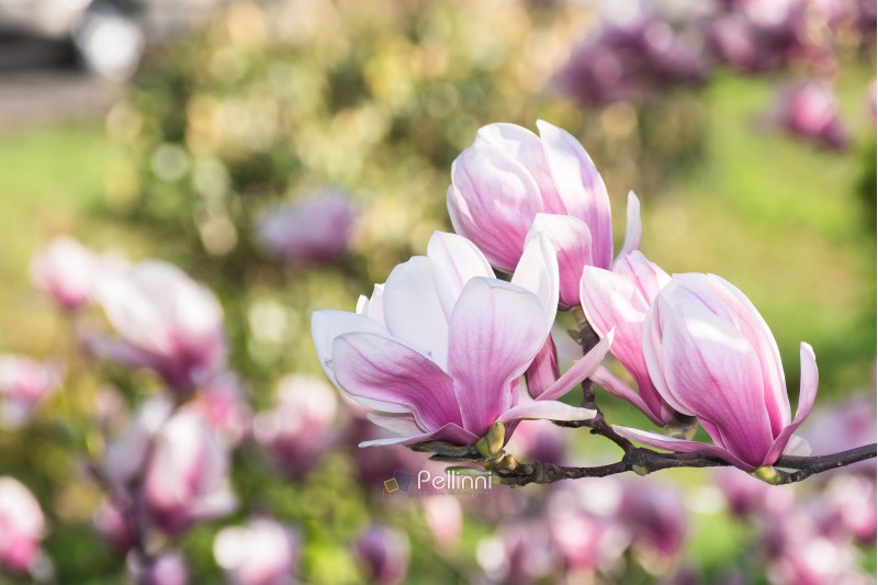 beautiful blossom of magnolia tree. wonderful springtime nature background. tender purple flowers