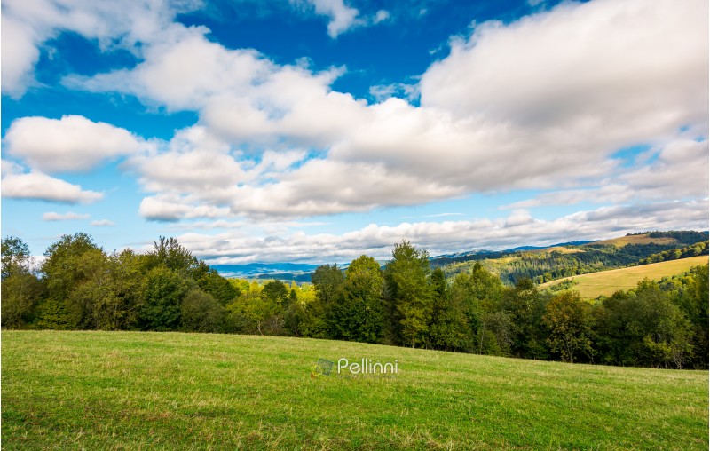beautiful countryside in early autumn. grassy rolling hills with some trees. wonderful cloudscape on an azure sky above the landscape