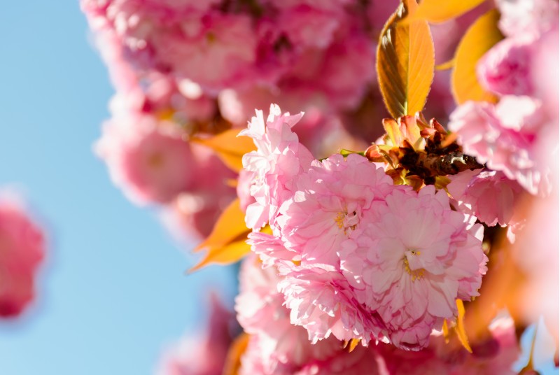 beautiful flowers of cherry blossom on a sunny day. lovely springtime background