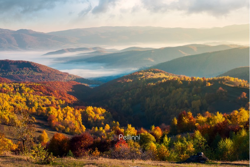 beautiful foggy autumn landscape. trees in fall color on a sunny morning in mountains