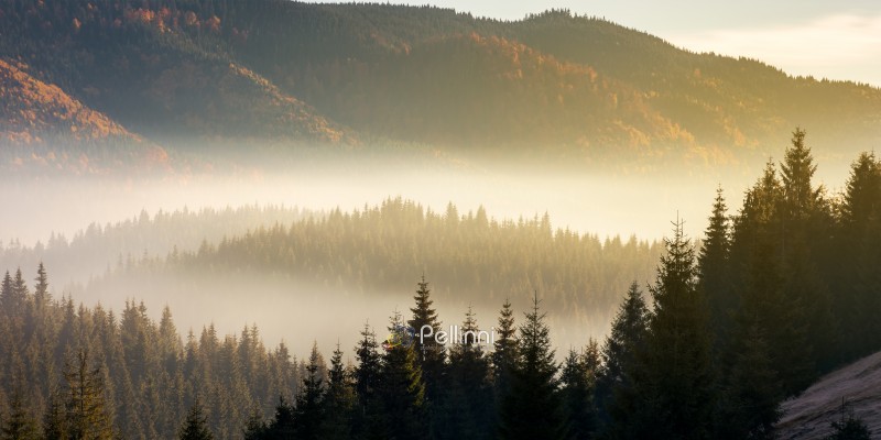 beautiful foggy scenery in autumn at sunrise. fog rise above the distant valley and spruce forest on the hill