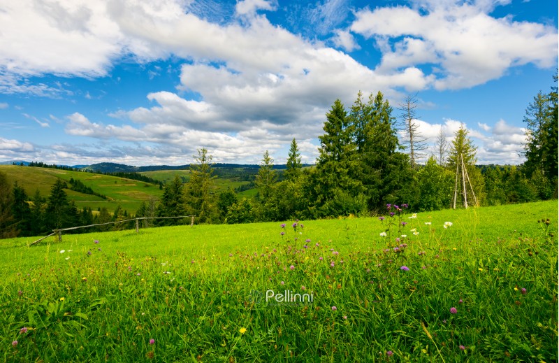 beautiful grassy meadow in summer. spruce trees and wooden fence on the edge of a hill. beautiful countryside beneath a wonderful sky with cloud formations