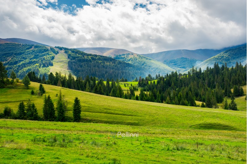 beautiful green valley with coniferous forest. wonderful landscape in mountains. huge cloud almost cover the sky. lovely early autumn scene