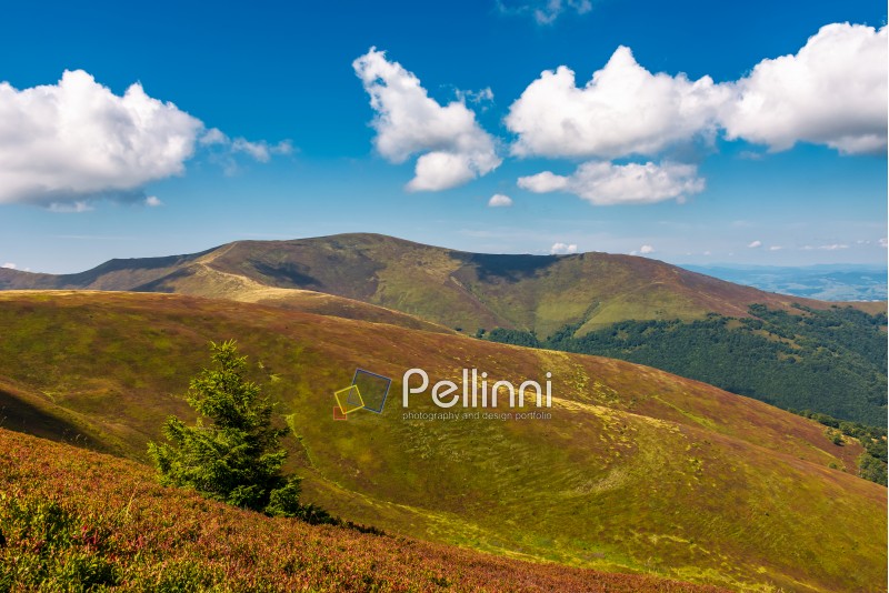 beautiful hilly landscape of Carpathian mountains. lovely scenery in late summer. blue sky with some fluffy clouds