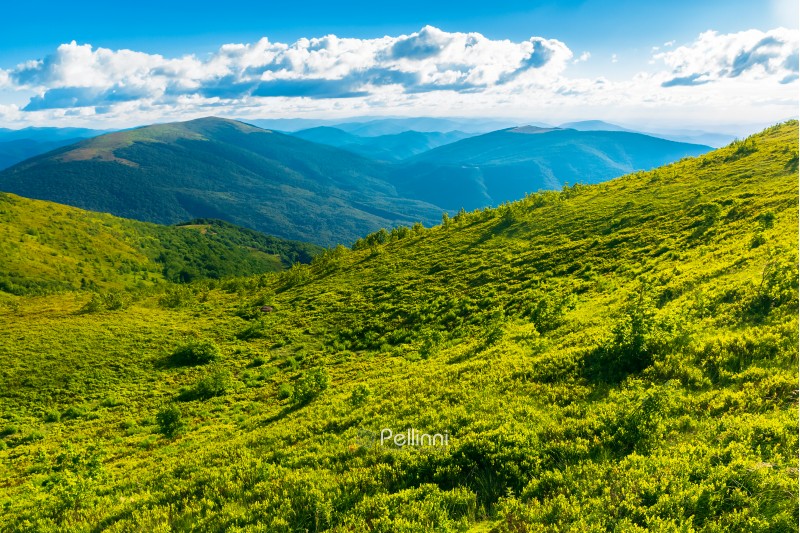 beautiful landscape in mountains. grassy meadow on the hillside. sunny weather. fluffy clouds on the sky