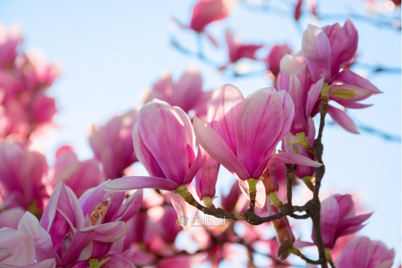 beautiful pink blossom of magnolia tree. wonderful spring background. flower close-up