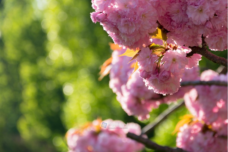 beautiful sakura blossom in springtime. pink buds on the blurred green background. lovely nature scenery.