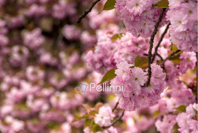beautiful spring background with cherry blossom. pink tender buds on branches