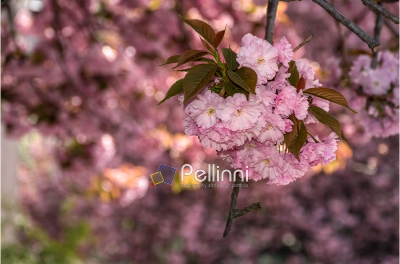 beautiful spring background with cherry blossom. pink tender buds on branches