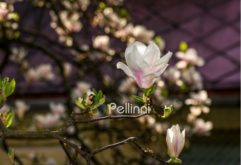 beautiful spring background with magnolia flowers. pink tender buds on branches
