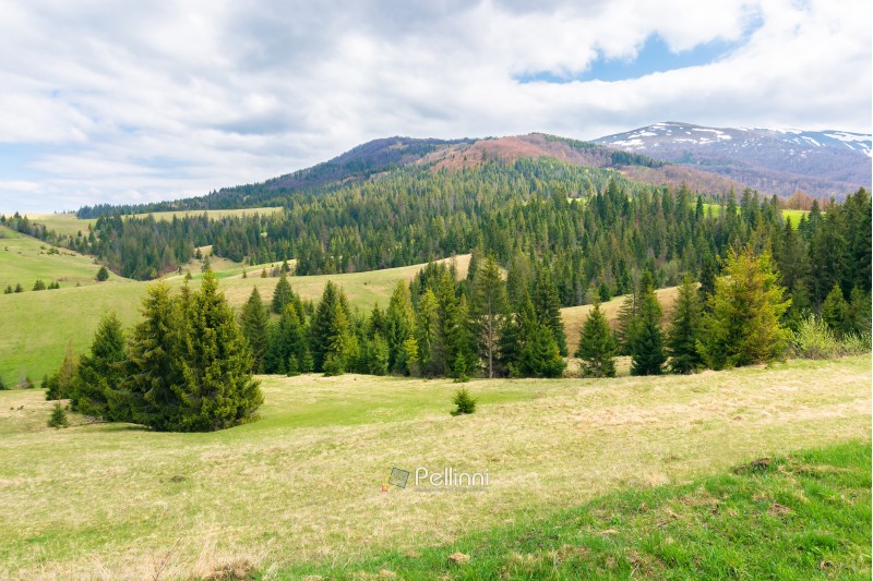 beautiful springtime landscape in mountains. spruce forest on a grassy meadow. spots of snow on the distant ridge. cloudy day