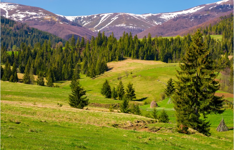beautiful springtime landscape of Carpathians. coniferous forest on a grassy meadow at the foot of the mountain on a bright sunny day