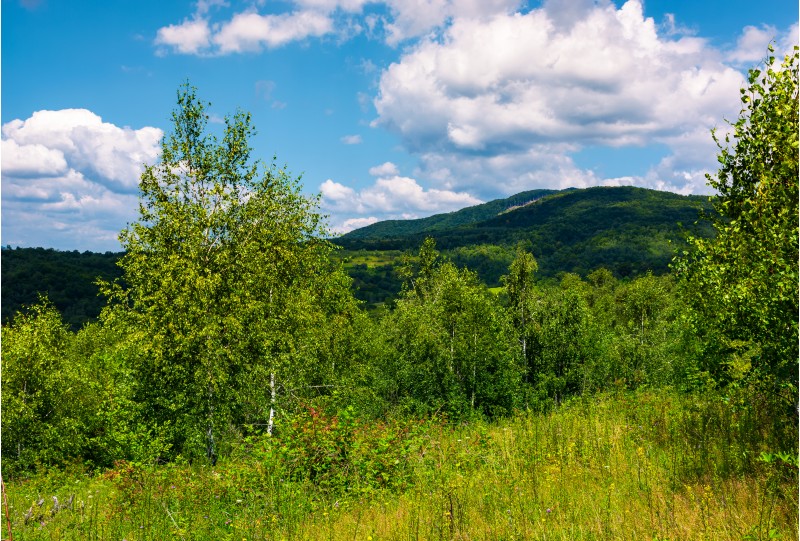 beautiful summer landscape in mountains. grassy meadow among the forest. bright blue sky with some clouds