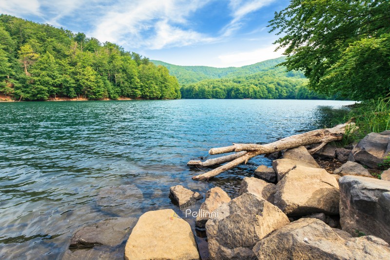 beautiful summer scenery near the mountain lake. beech forest and rocks on the shore. sunny weather and crystal clear water