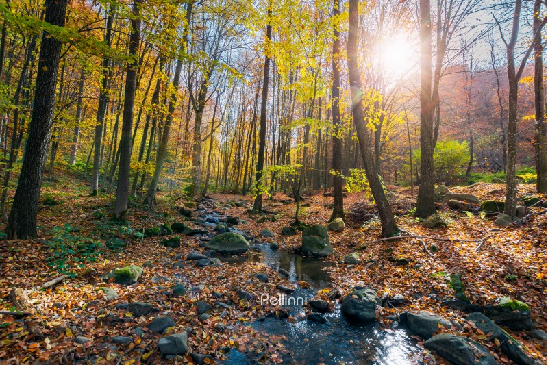 beautiful sunny scenery in autumn forest. lots of foliage on the ground around stones and brook