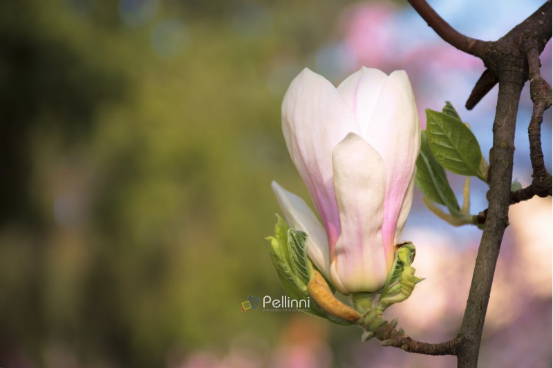 beautiful white blossom of magnolia flower. wonderful spring background. flower close-up