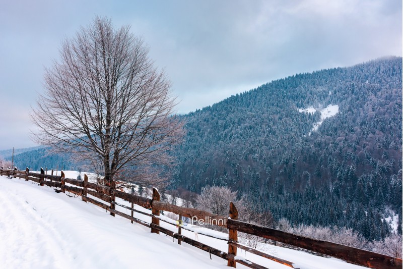 beautiful winter countryside in mountains. wooden fence and tree along the snowy slope. cold blue morning weather