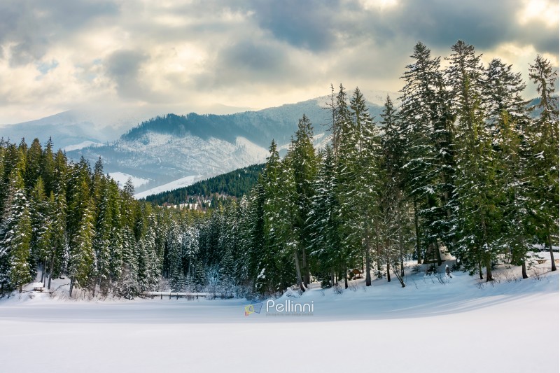 beautiful winter landscape in mountains. spruce forest around the snow covered meadow on a cloudy day. composite imagery