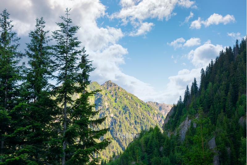 beauty of Fagaras ridge. Spruce trees on the rocky mountains. wonderful nature of Romanian Carpathians