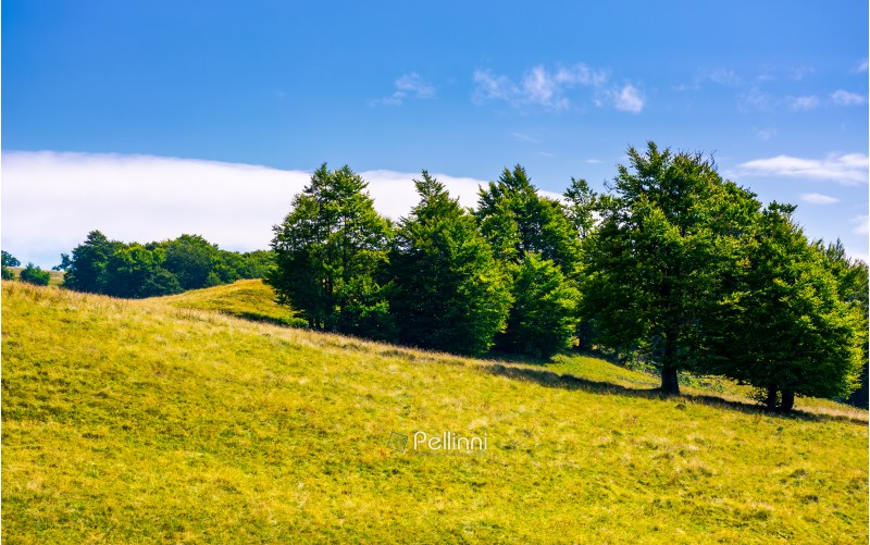 beech forest on grassy hillside. lovely scenery of Carpathian landscape in summer. location Svydovets ridge, Ukraine