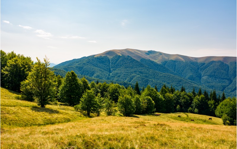 beech forest on grassy meadows in mountains. beautiful Landscape at the foot of Carpathian mountain Apetska