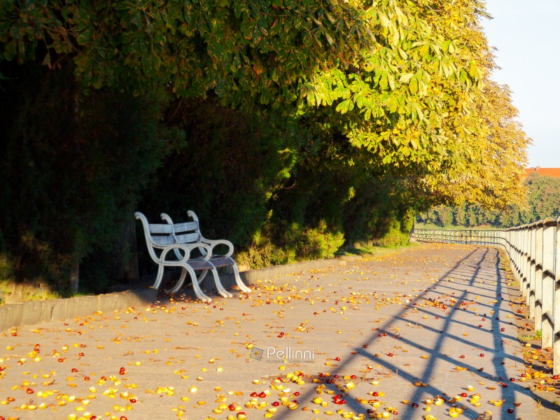 bench under the chestnut trees. lovely urban scenery in autumn. location Kyiv embankment in Uzhgorod