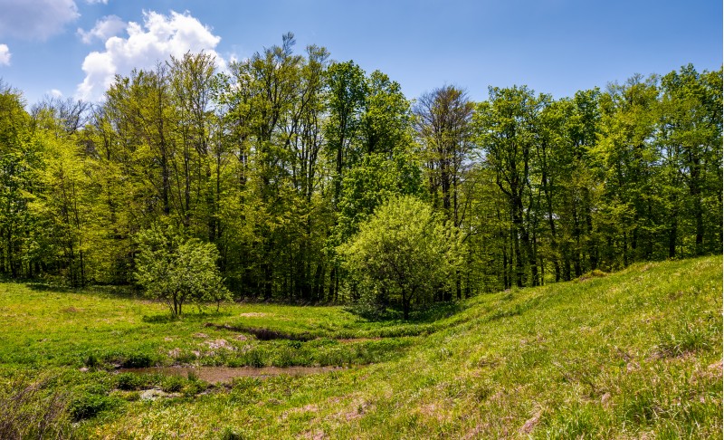 birch forest on grassy slope. lovely springtime nature background