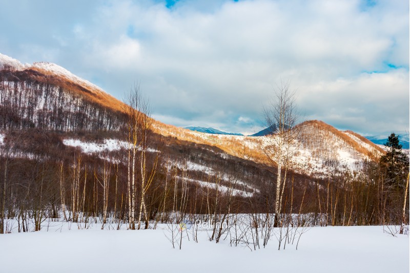 birch forest on the snowy slope. lovely landscape in mountains on a cloudy winter evening