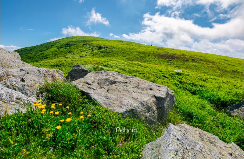 boulder around dandelions on grassy hillside. beautiful summer scenery of Carpathian mountains under the blue sky with clouds