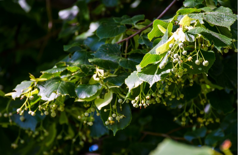 branch of linden tree against the blue sky. closeup of blossoming plant lit by the sun