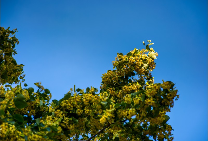 branch of linden tree against the blue sky. closeup of blossoming plant lit by the sun