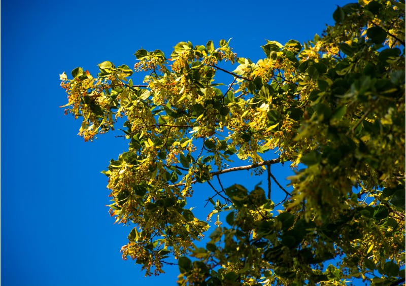 branch of linden tree in blossom. beautiful springtime nature background against the blue summer sky
