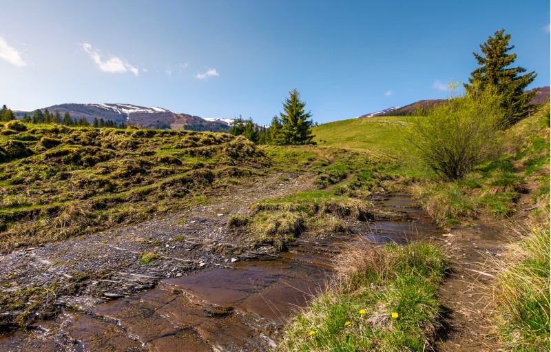 brook among the slopes with spruce forest. beautiful springtime landscape in mountains