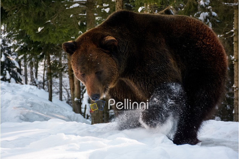 brown bear searching something in the snow. lovely wildlife scenery
