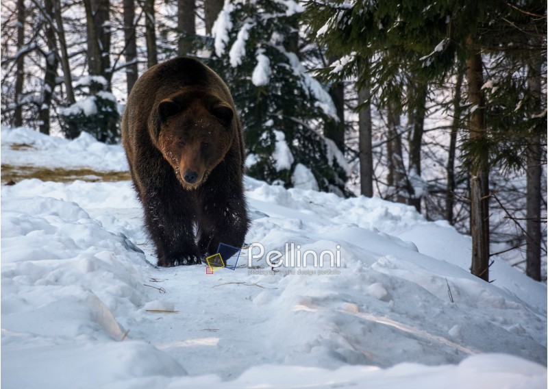 brown bear walking in the winter forest. lovely wildlife scenery