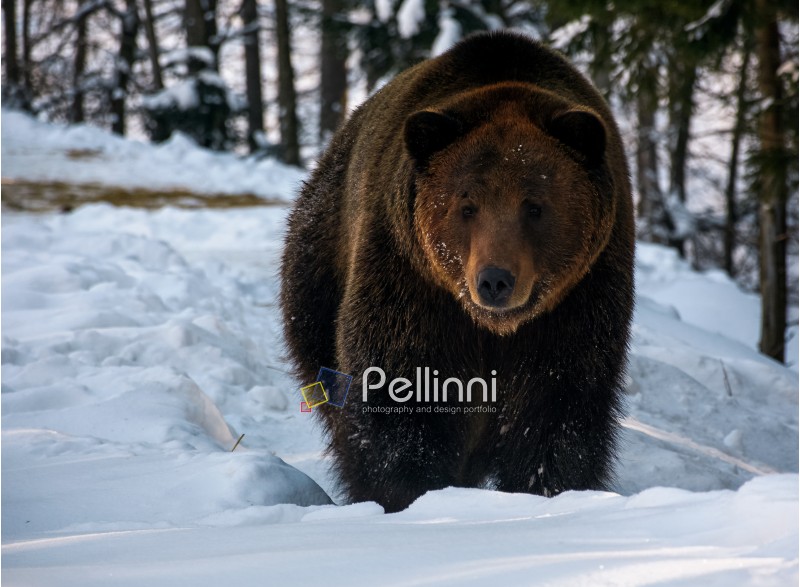 brown bear walking in the winter forest. lovely wildlife scenery