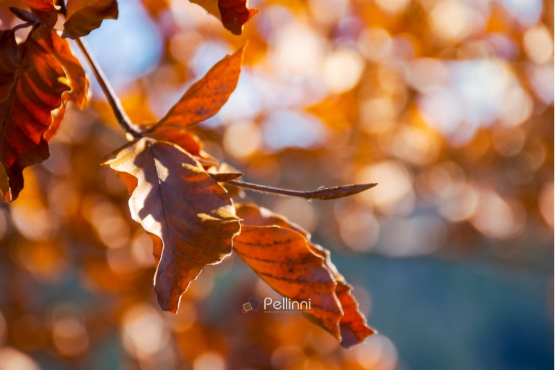 brown foliage on the branch in sunlight. lovely autumn background with bokeh effect