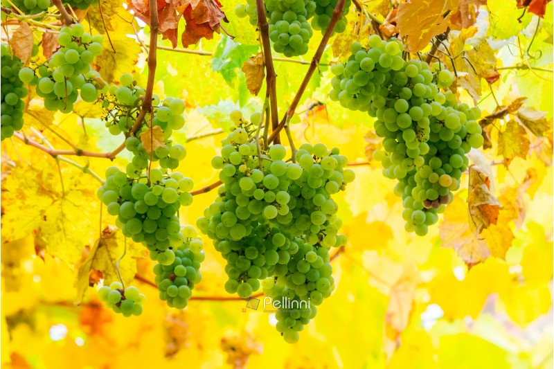 bunch of white grape vine hanging on a brunch. lovely harvest time background