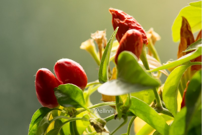 chili peppers closeup. small spicy plant. blurry background