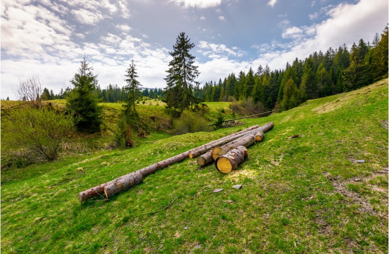 chopped wood near the forest on hillside. springtime nature scenery in mountains on a cloudy day