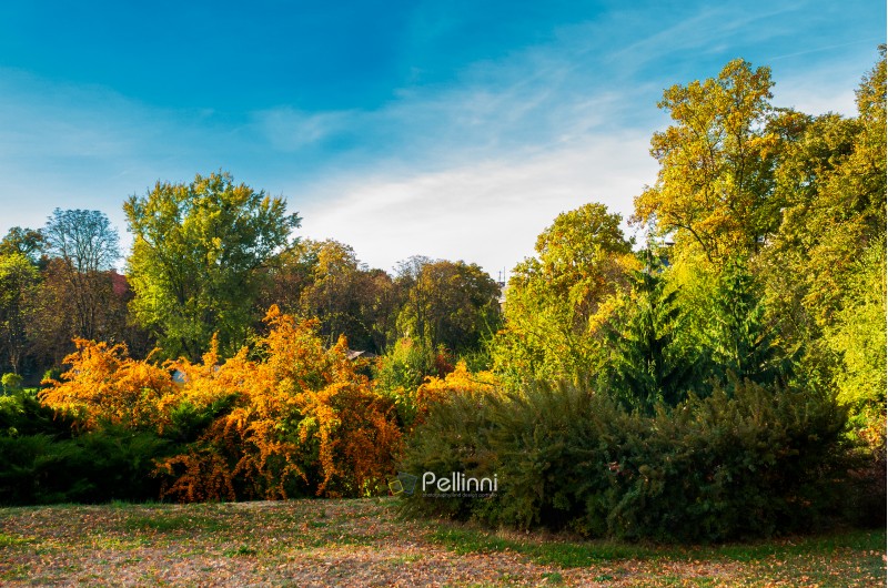 city park in deep autumn. lovely urban scenery in the morning. natural colorful background