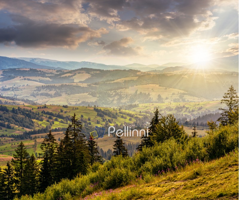 Classic Carpathian mountains landscape in summer. Spruce forest on the edge of hillside over the valley panoramic view in evening light