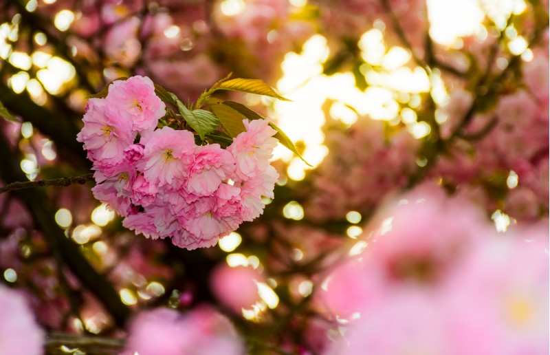closeup of cherry blossom flowers. beautiful springtime background