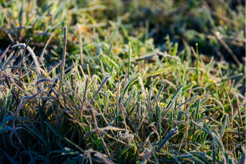 closeup of grass in rime at sunrise. lovely autumnal nature background.