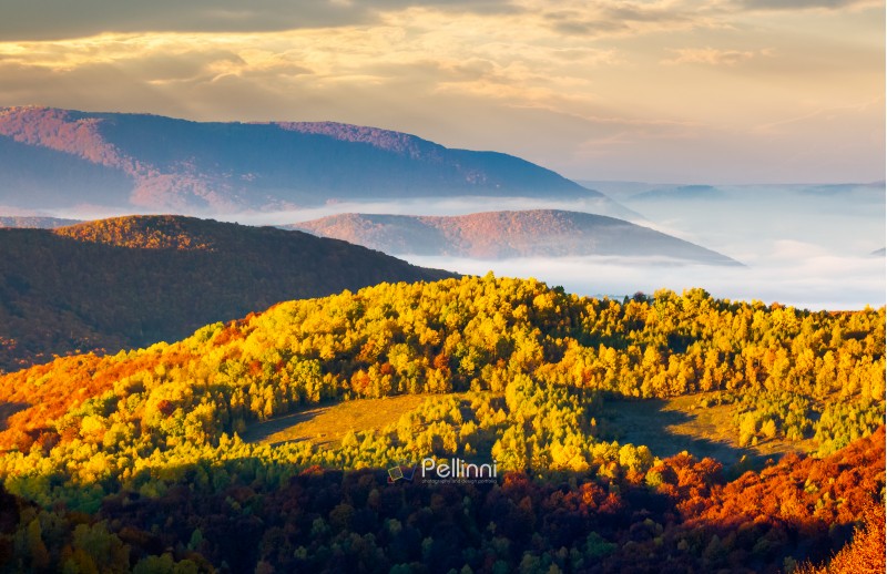 cloud inversion in autumn mountains. beautiful morning scenery of Carpathian mountains. Colorful foliage on hillside. thick fog float in valley. 