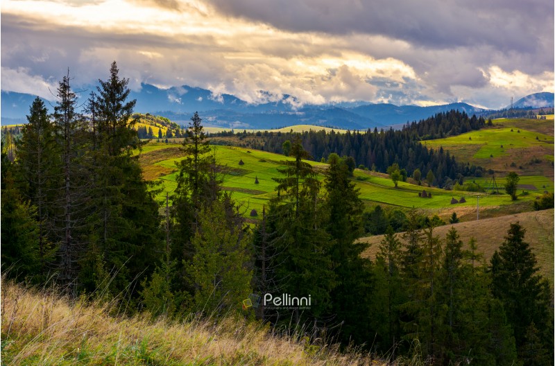 cloudy morning in Carpathian countryside. lovely nature scenery with spruce forest and grassy hills. 