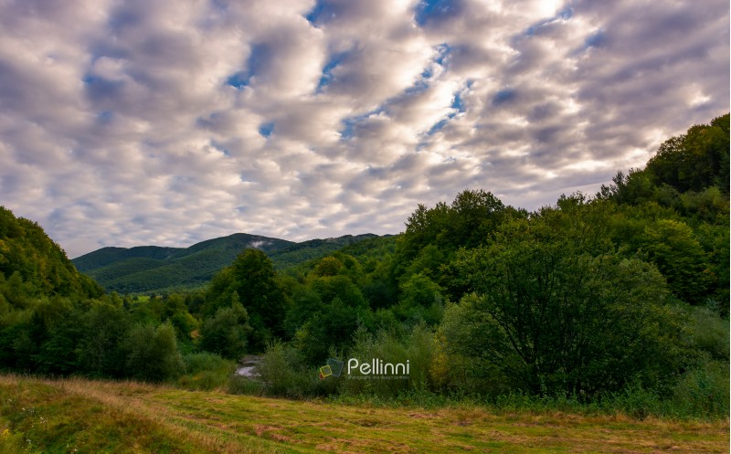cloudy morning in mountainous countryside. lovely landscape with forested hills in early autumn