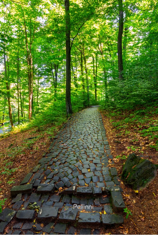 cobble stone path through forest. lovely nature scenery with tall trees and green foliage