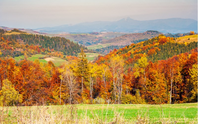 colorful fall foliage mixed forest. lovely countryside landscape in mountains