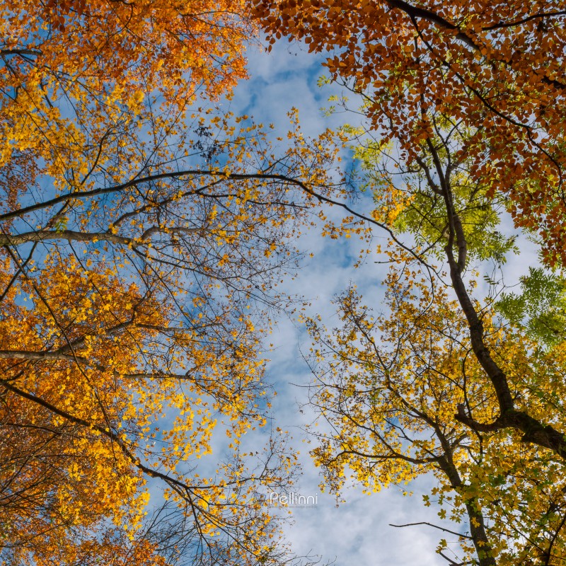 colorful foliage on a sky background. turn your head up. beautiful autumn mood